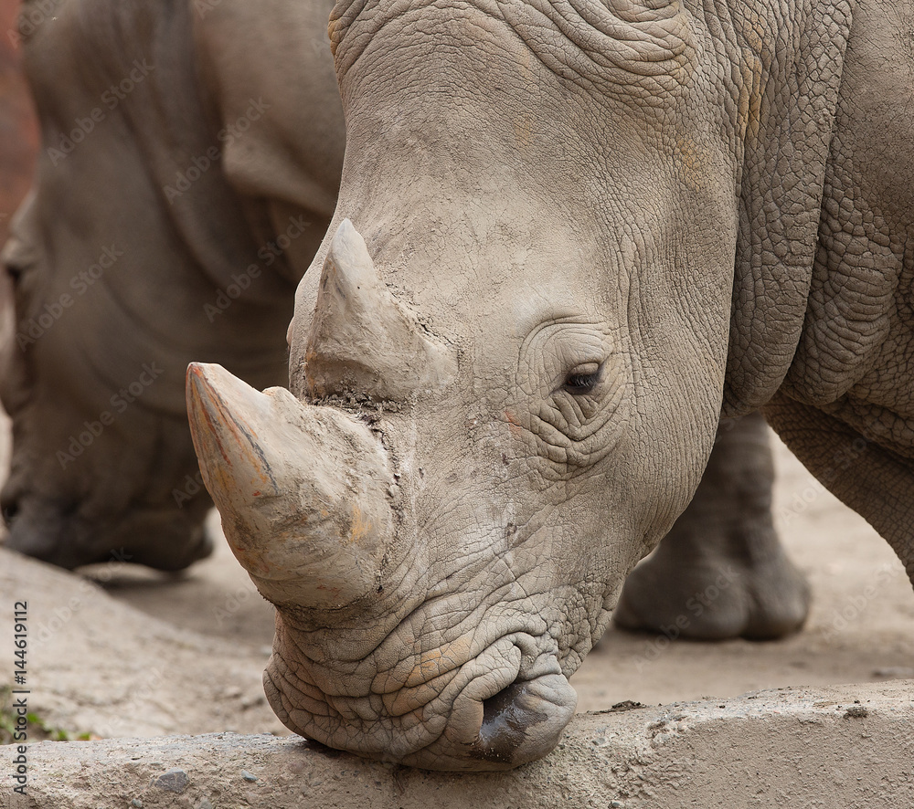 Fototapeta premium Rhinoceros horn