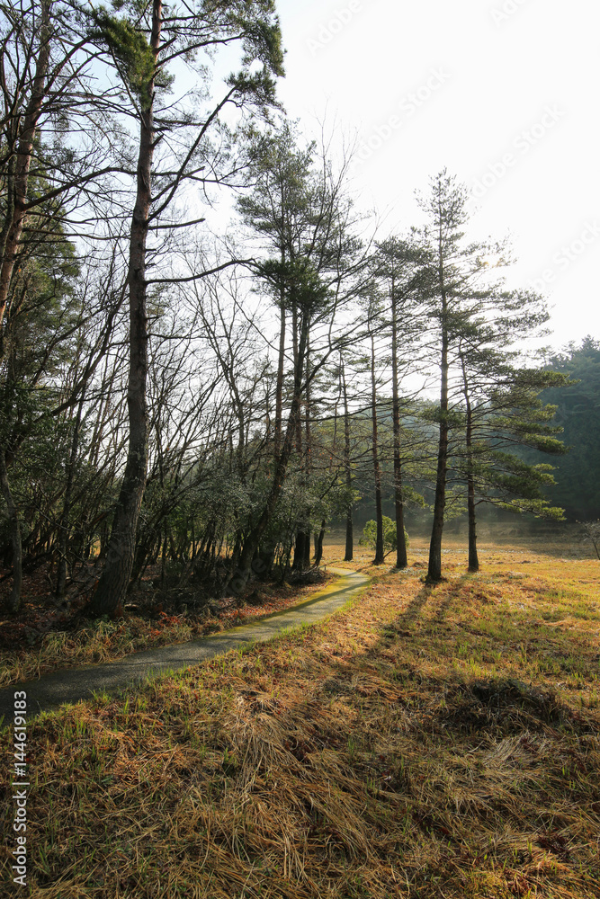 Obraz premium 徳島県三好市 黒沢湿原