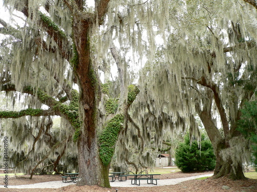 Live Oak auf Hilton Head Island, South Carolina, USA