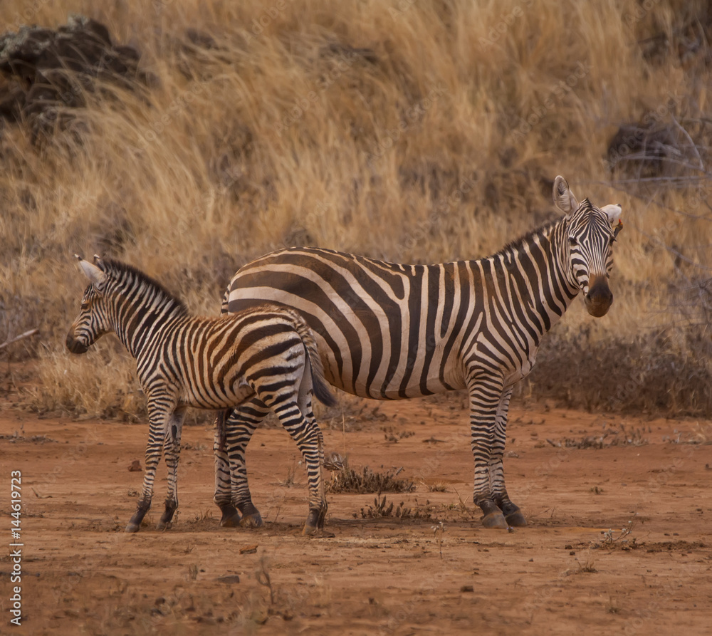 Zebra with a baby Zebra with a baby