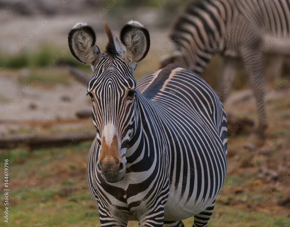 Fototapeta premium Portrait of a Zebra