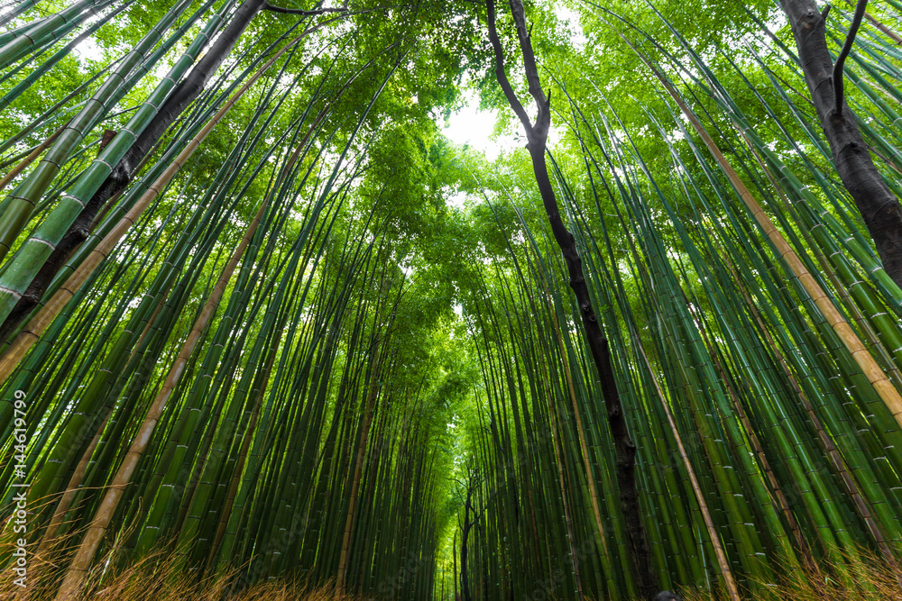 Arashiyama bamboo forest uprisen angle view Arashiyama bamboo forest uprisen angle view