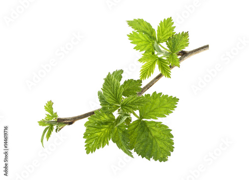 Leaves of raspberry on a white background