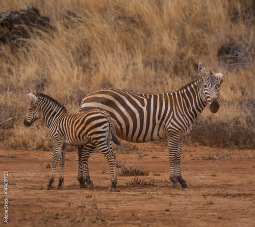 Zebra with a baby