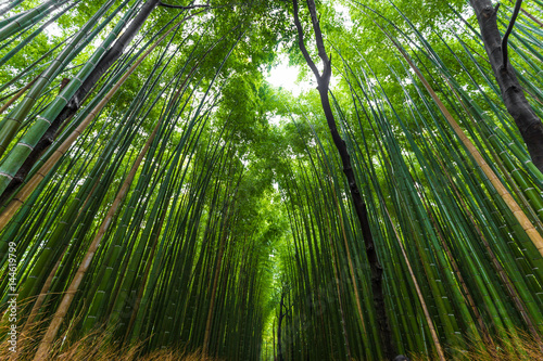 Fototapeta Naklejka Na Ścianę i Meble -  Arashiyama bamboo forest uprisen angle view