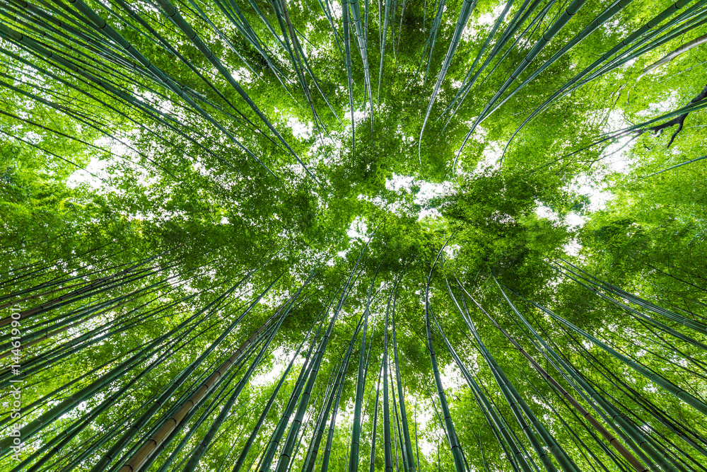Arashiyama bamboo forest uprisen angle view Arashiyama bamboo forest uprisen angle view