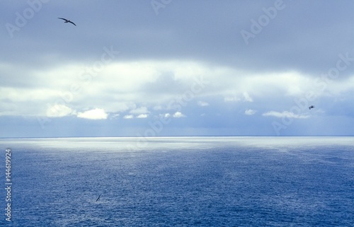 Möwen über dem Atlantik, bedeckter Himmel mit Lichtfleck, Island/ Iceland, Europa © Carola Vahldiek