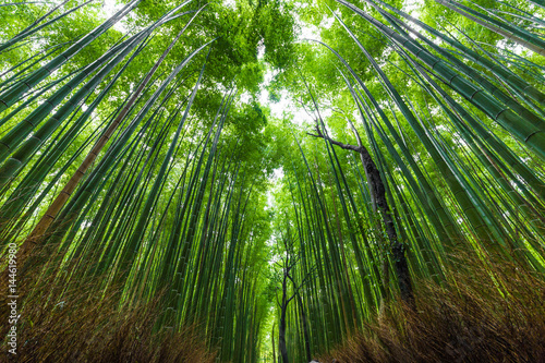 Arashiyama bamboo forest uprisen angle view