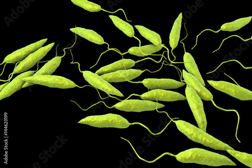 Promastigotes of Leishmania parasite which cause leishmaniasis, 3D illustration photo