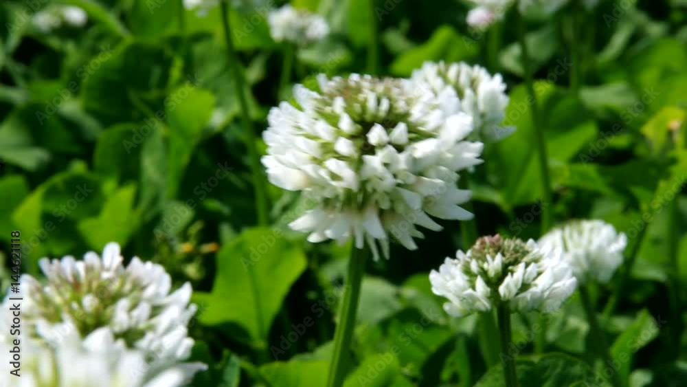 クローバーの花