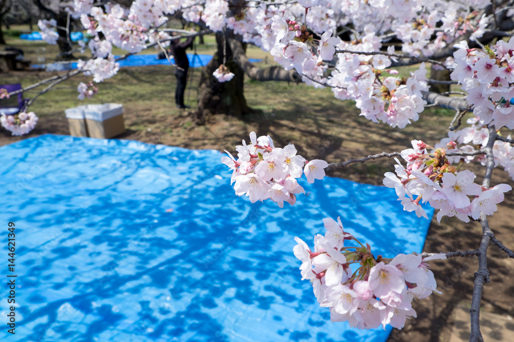 桜 花見 場所取り Stock 写真 Adobe Stock