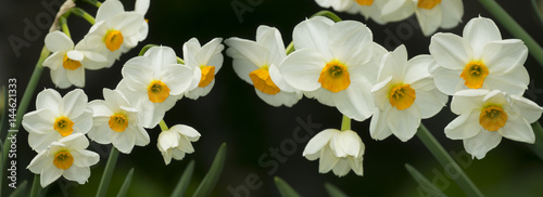 spring daffodils in the garden