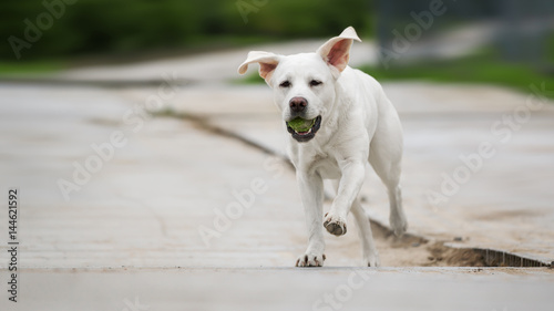 Junger labrador retriever hund welpe mit tennisball im maul rennt mit hochstehenden ohren 