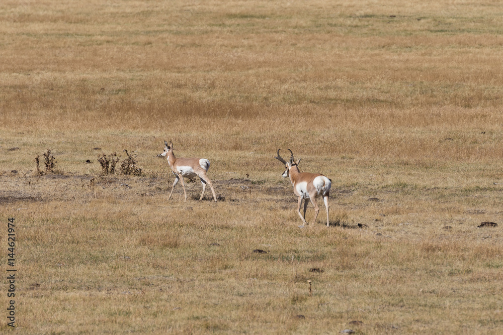 Pronghorn Buck and Doe in Rut Pronghorn Buck and Doe in Rut