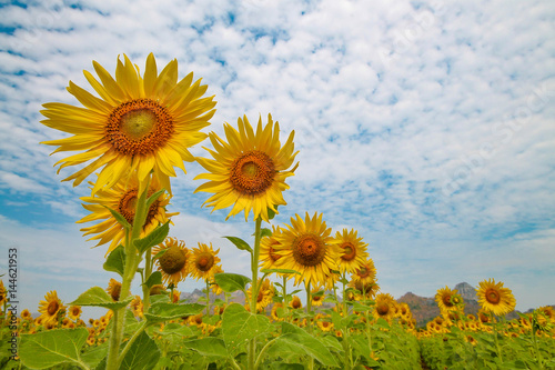 The Sunflower Field with Nice Sky