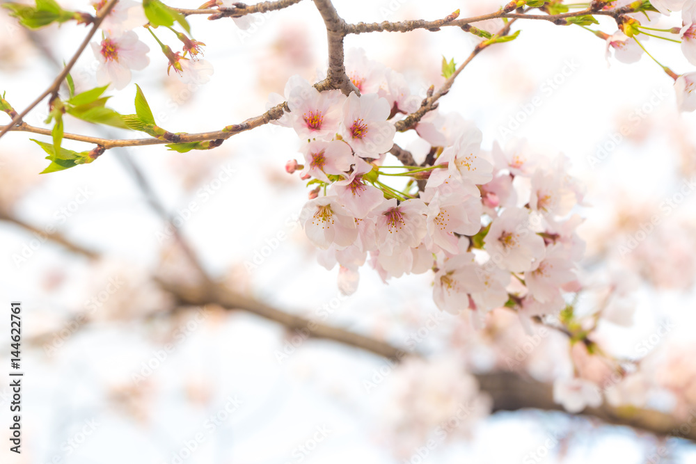 Sakura flower with tree branch