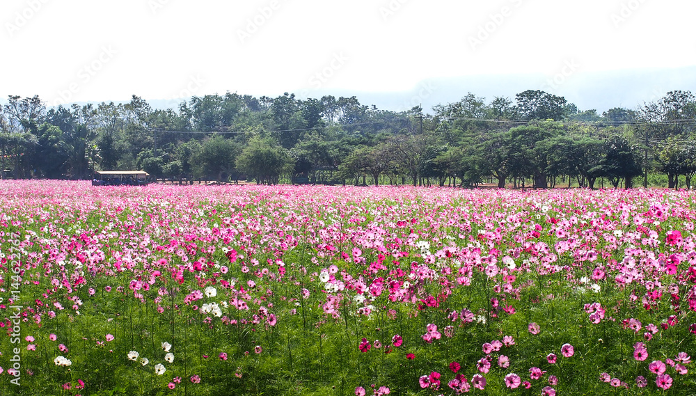 Beautiful cosmos flowers field at Jim Thompson farm at Nakornratchasrima Beautiful cosmos flowers field at Jim Thompson farm at Nakornratchasrima