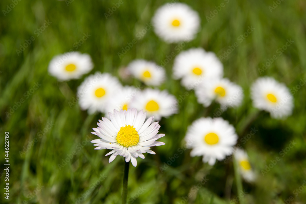 Detailed view of clean blooming daisy on a meadow in blurred, green grass on a sunny spring and summer day Detailed view of clean blooming daisy on a meadow in blurred, green grass on a sunny spring and summer day