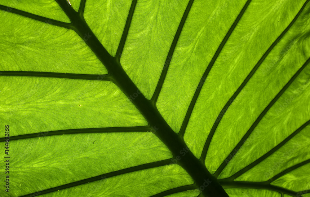 Veins of a large bright green leaf