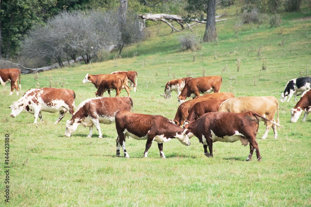 Fototapeta premium Cattle Grazing