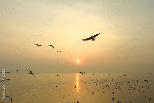 flying seagull and sunset © anake