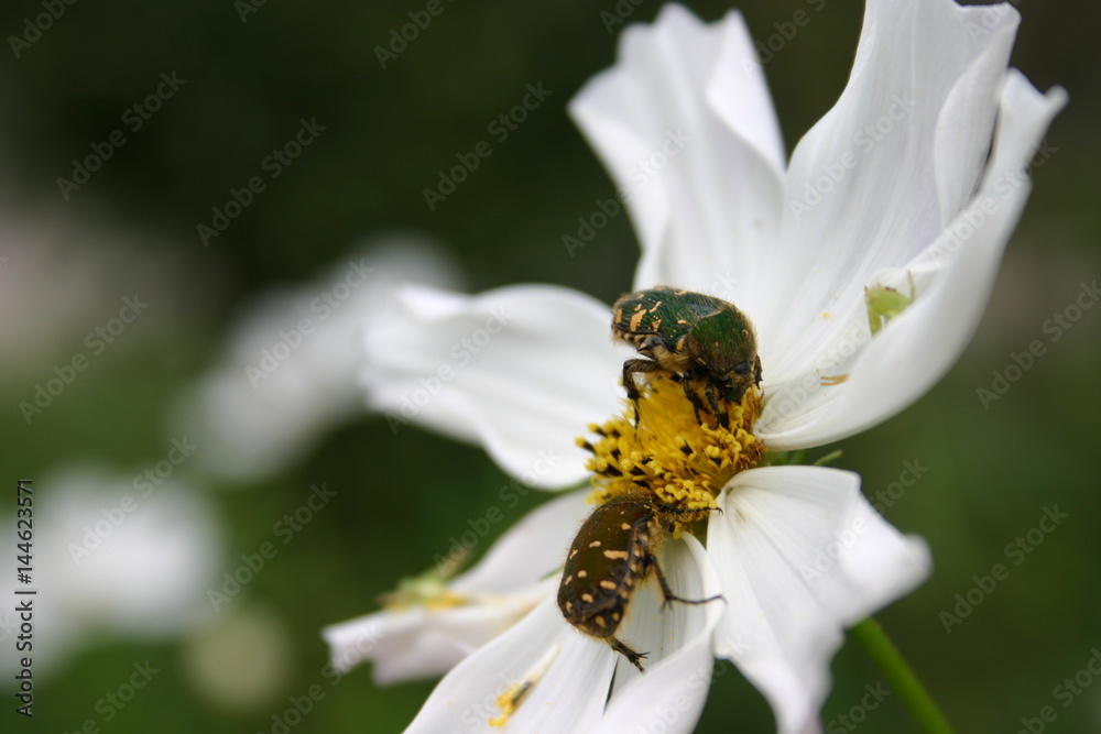 花と昆虫 花と昆虫