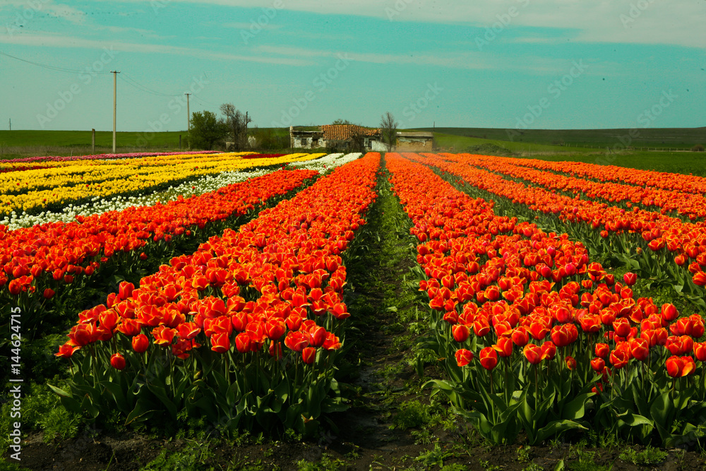 field of tulips