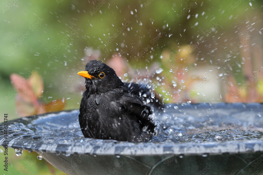 Fototapeta premium Zamknij się z męskiego Blackbird korzystających z mycia w kąpieli ptaków