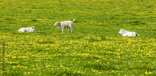 Junge Charolais Kühe