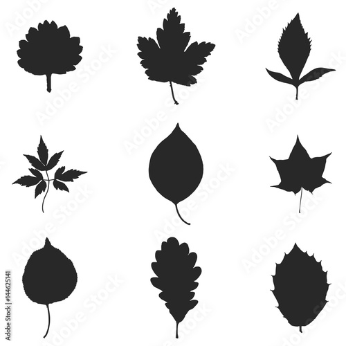 Vector silhouette of the leaves. Set of leaves isolated on white background.