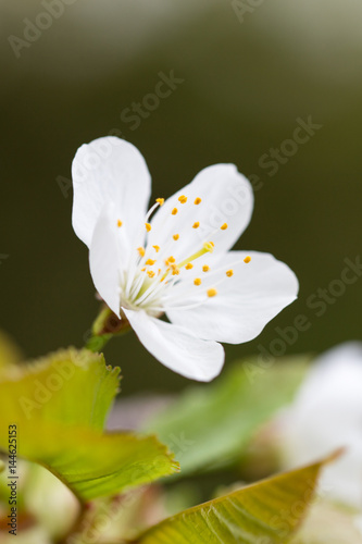 Cherry blossom in spring for background.
