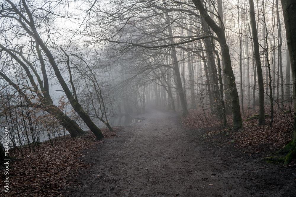 morgennebel im Frühling im Wald