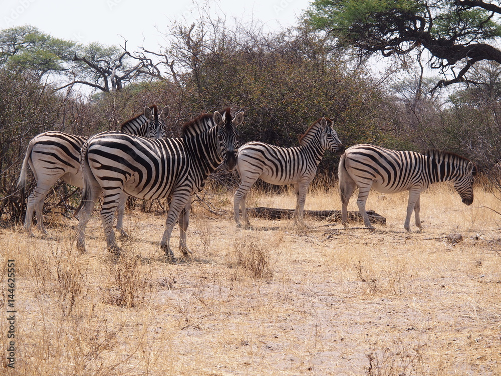 Fototapeta premium Botswana