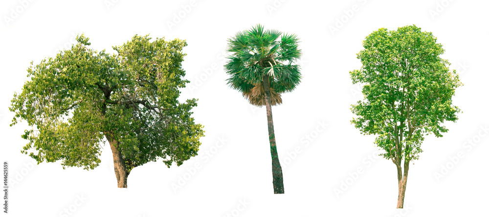 Fototapeta premium Isolated tree on white background.