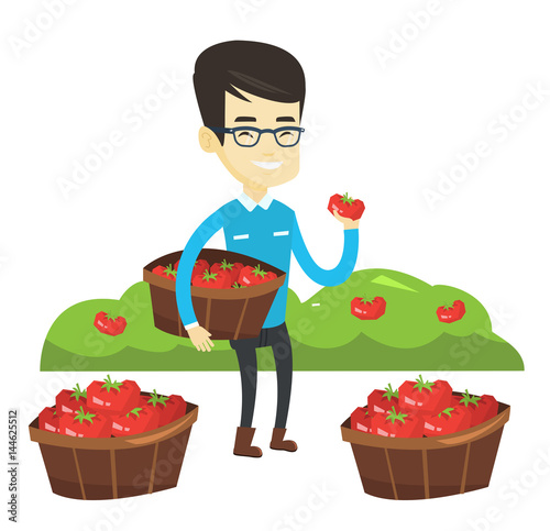 Farmer collecting tomatos vector illustration.