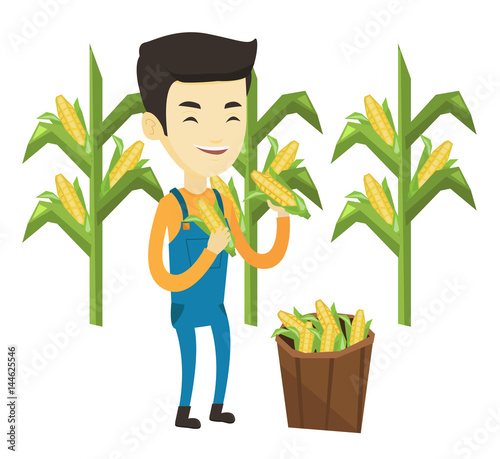 Farmer collecting corn vector illustration.