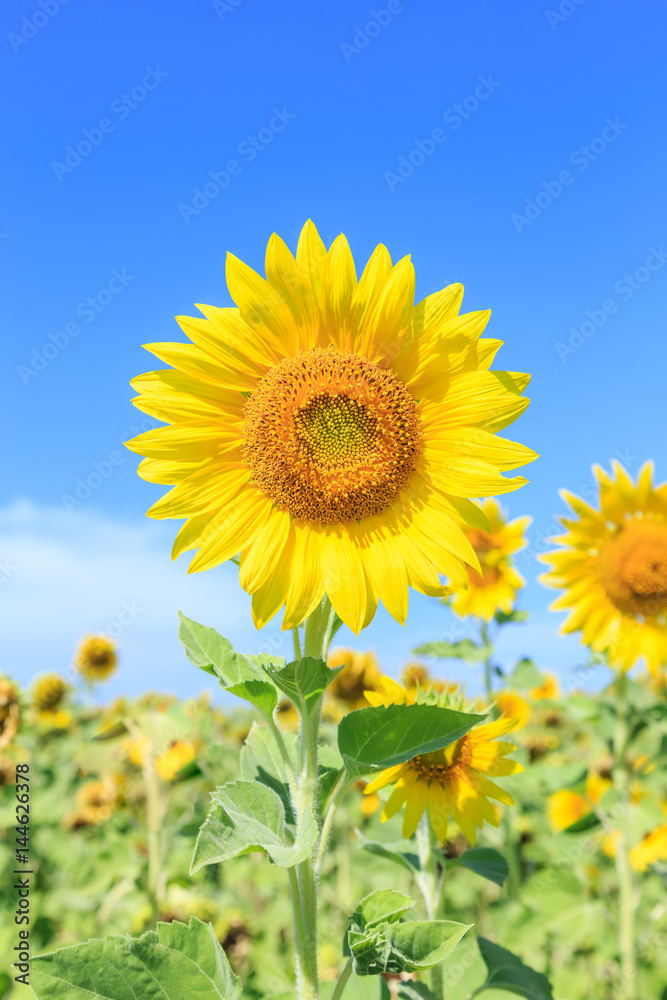 Sunflowers (Helianthus) close-up summer season Sunflowers (Helianthus) close-up summer season