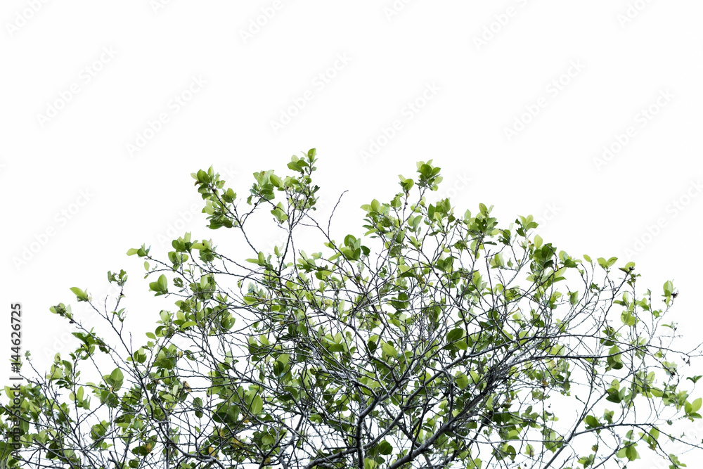 tree branch and green leaf silhouette photography , white background