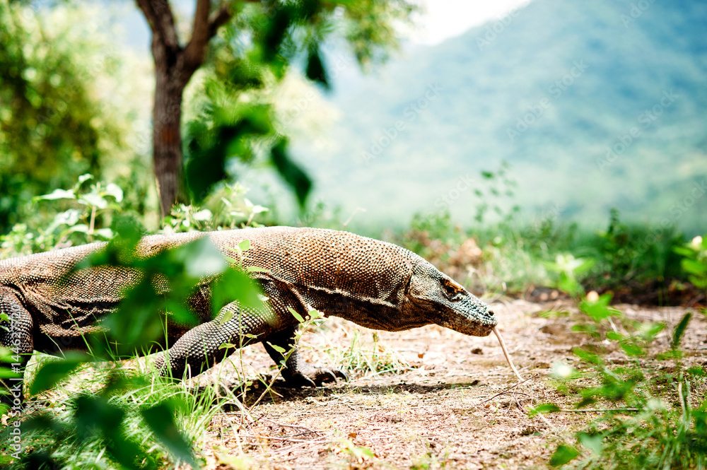 The Komodo dragon, Varanus komodoensis, the largest living lizard walking on Komodo Island in Komodo National Park, Nusa Tenggara, Indonesia.