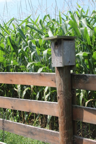 The birdhouse on the fence close to the cornfield.