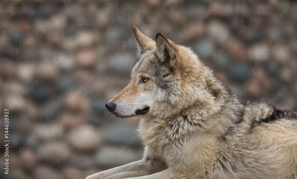 Portrait of a wolf close up