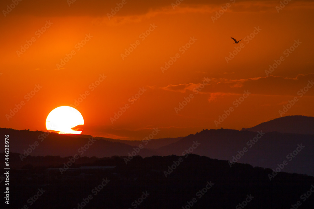 puesta de sol idílica con un águila pasando 