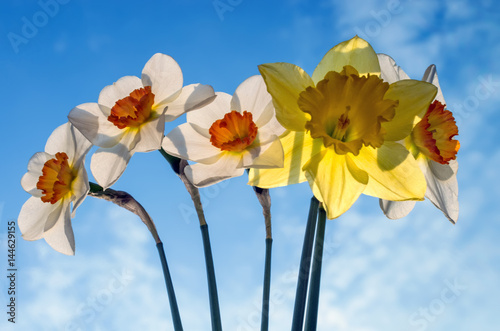 Fototapeta Naklejka Na Ścianę i Meble -  A bouquet of daffodils lit by the sun against the blue sky.
