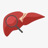 Human liver with magnifying glass