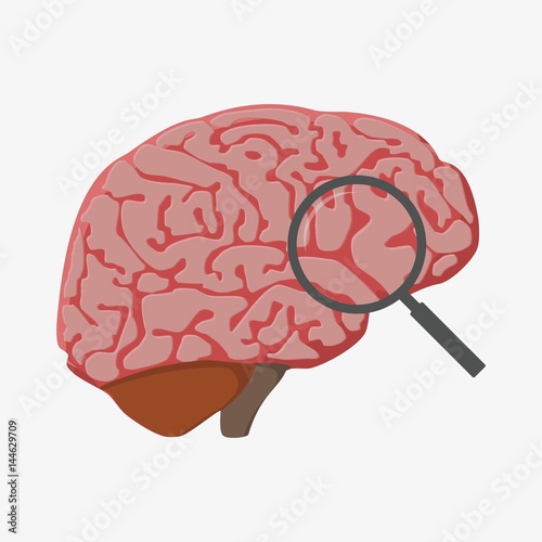 Human brain anatomy