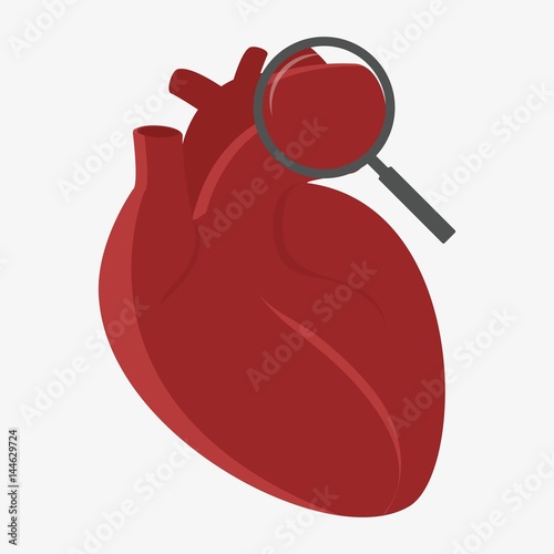 Human heart with magnifying glass