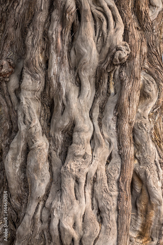 les torsions de l'écorce d'un arbre en détail © Olivier Tabary