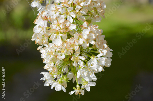 Cherry tree blossoms in spring 