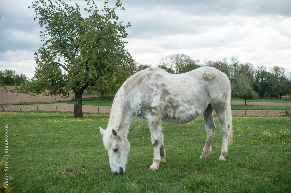 Cheval blanc en liberté dans une prairie Cheval blanc en liberté dans une prairie