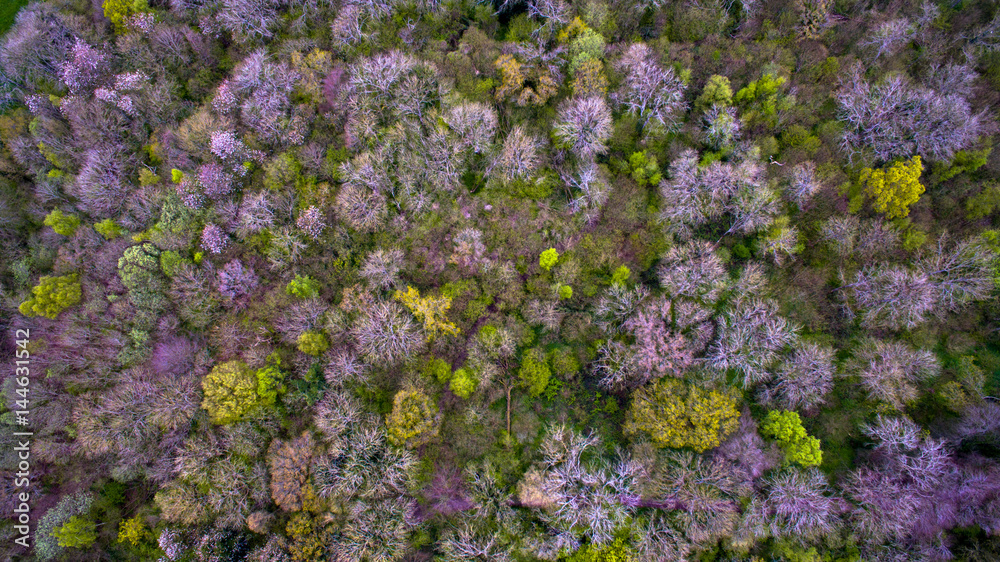 Fototapeta premium Top of forest trees shot from drone